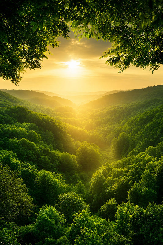 Pixora A4 Size Black Framed Wall Decor Hanging – Golden Sunrise Forest Landscape Wall Art