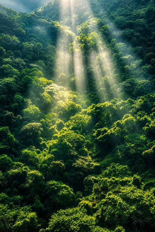 Pixora A4 Size Black Framed Wall Decor Hanging – Scenic Green Forest Sunrise Nature Artwork